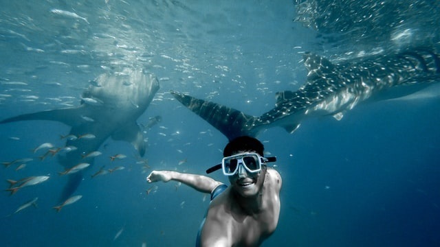 Day 6 - Oslob, Swimming With Whale Sharks