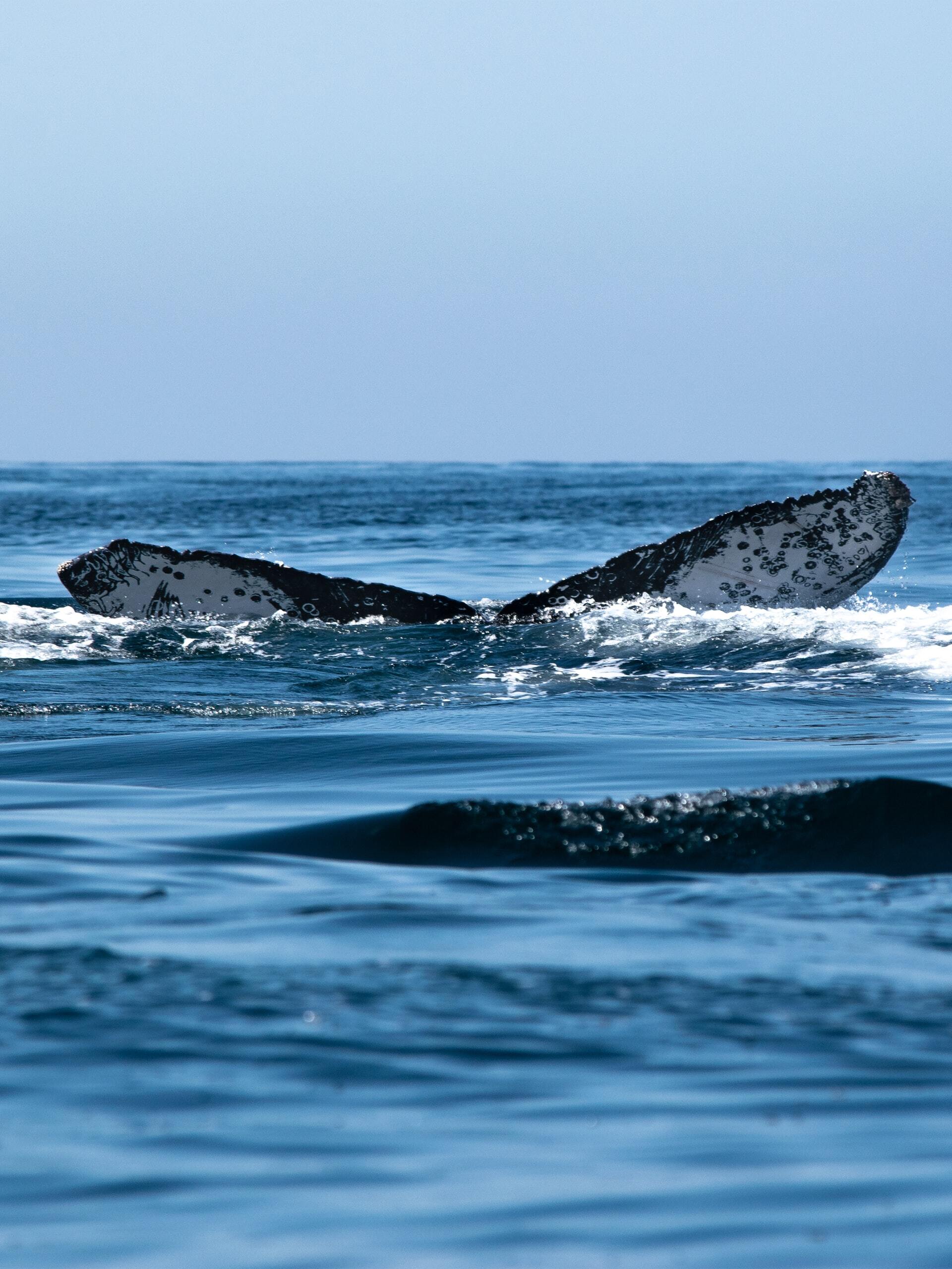 Whale watching