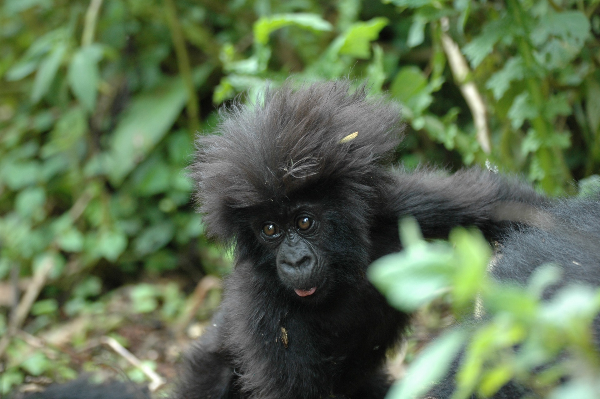 Go To Rwanda