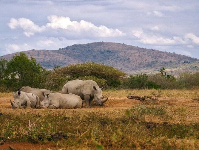 iMfolozi Park, South Africa