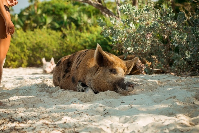 Feed the Pigs in Bahamas