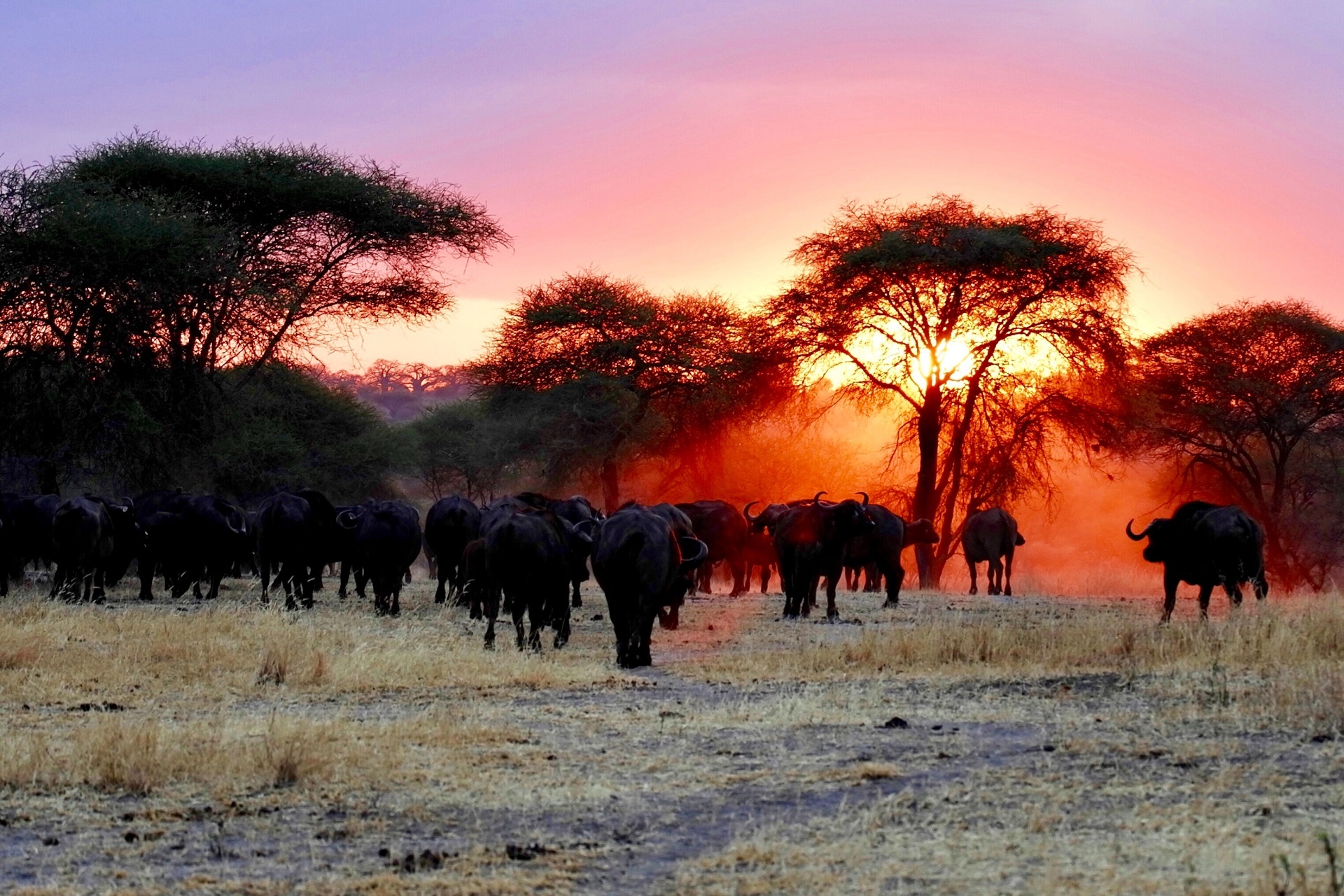Go To Tanzania