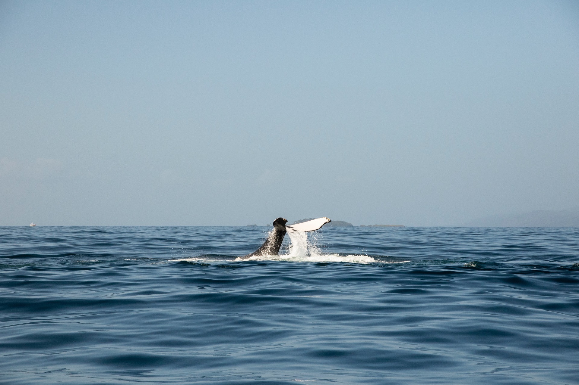 Bacardi Island + Whale Watching