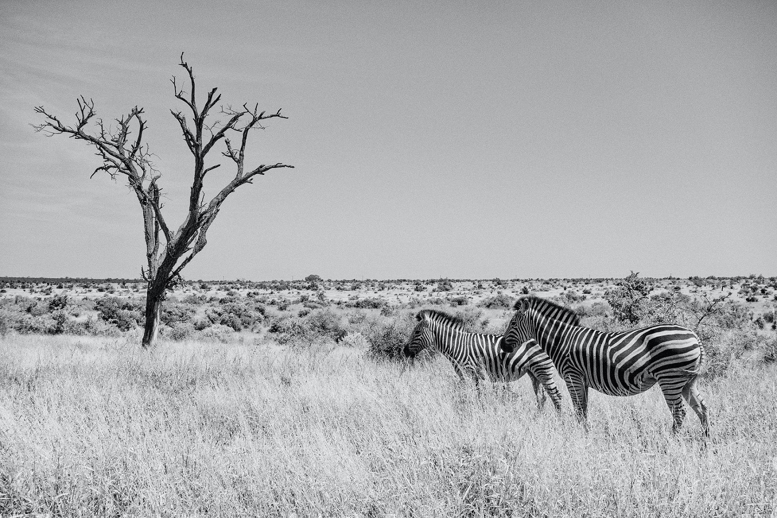 Kruger National Park