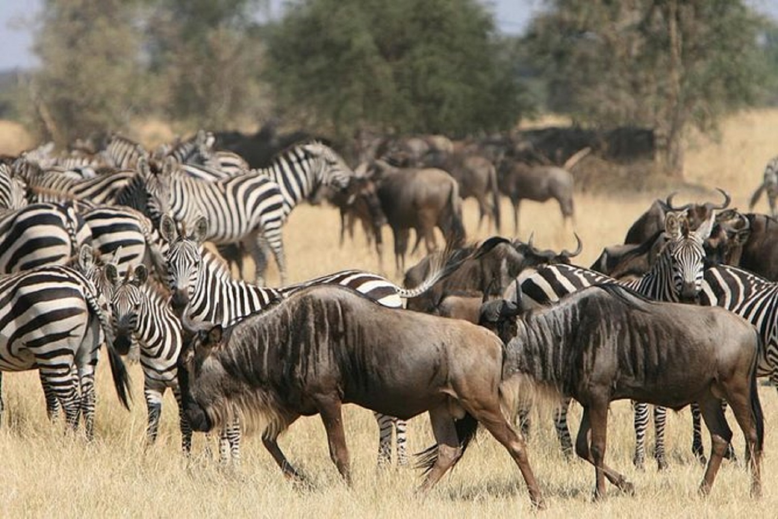 More To Do In Tanzania