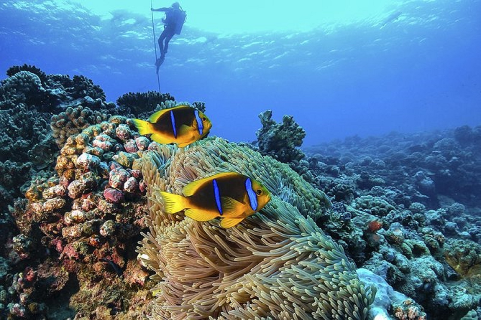 Go Diving
