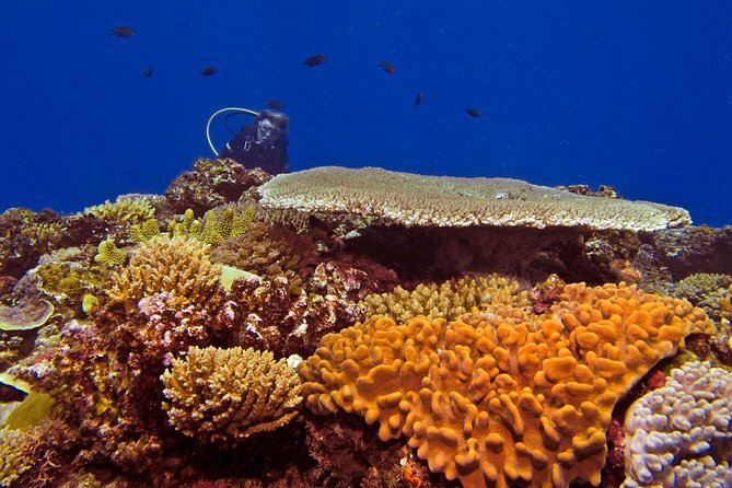 Go Diving