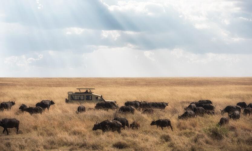 Day 17 Arusha / Serengeti National Park