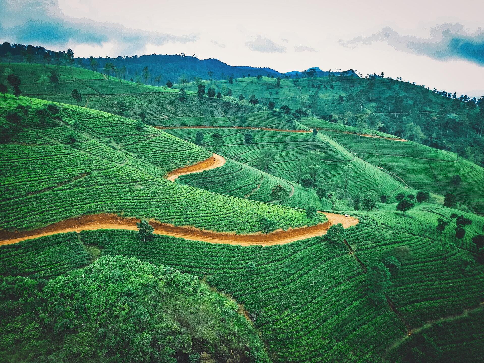 Go  To Sri Lanka