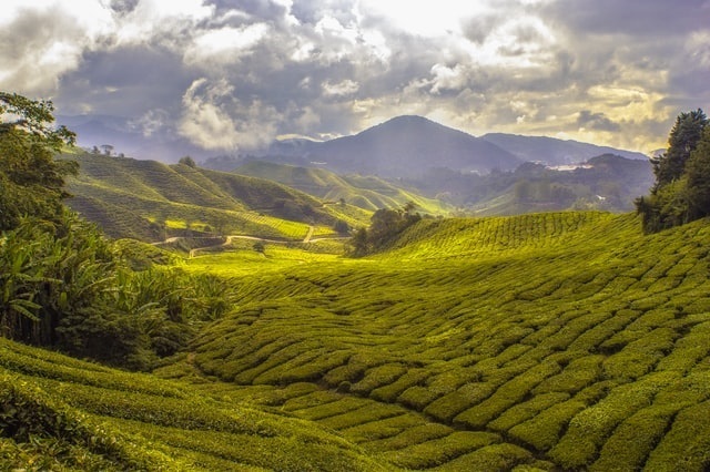 Visit A Coffee Plantation