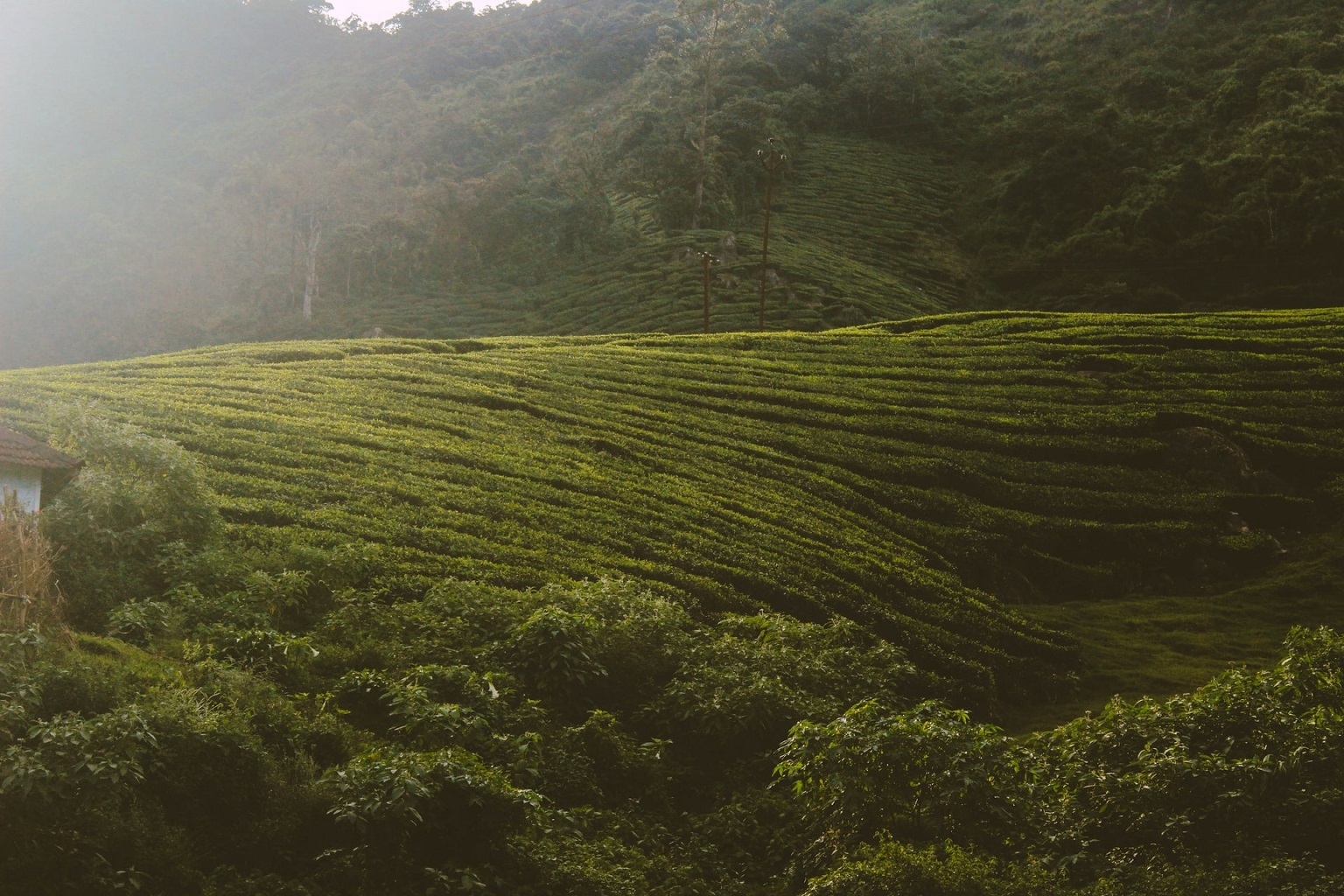 Tour a tea plantation