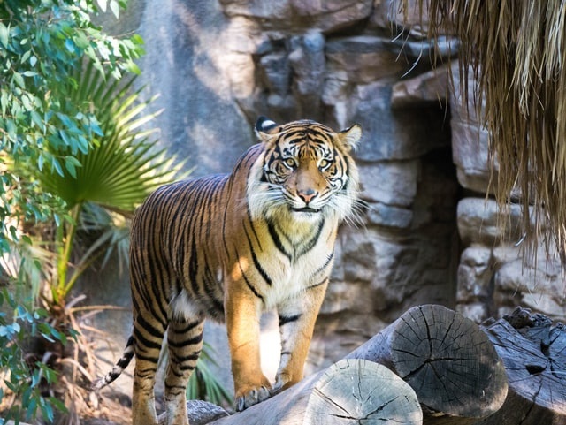 Kanha Tiger Reserve Safari