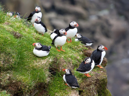 Day trip to Mykines