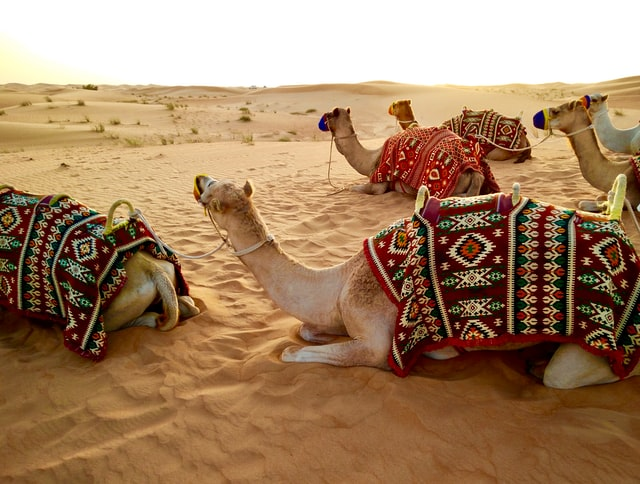 Day 5- Petra/Wadi Rum