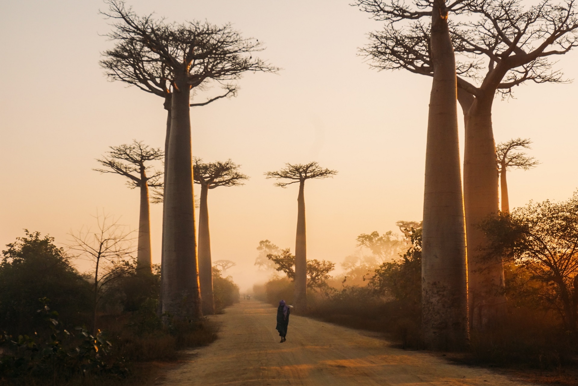 Visit the Avenue of the Baobabs at sunset