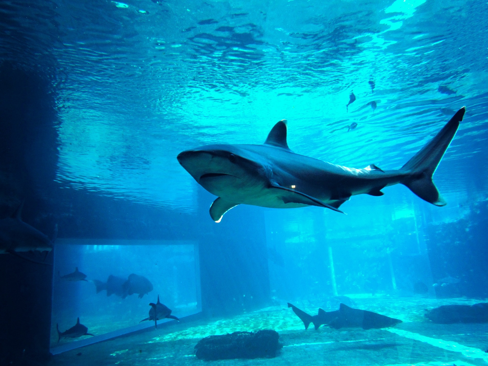 Dive with sharks!
