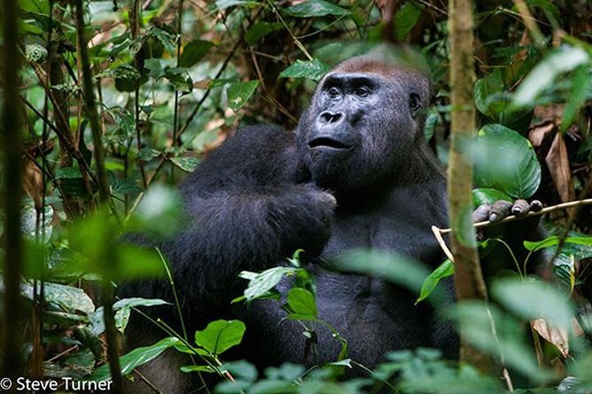 Central African Republic