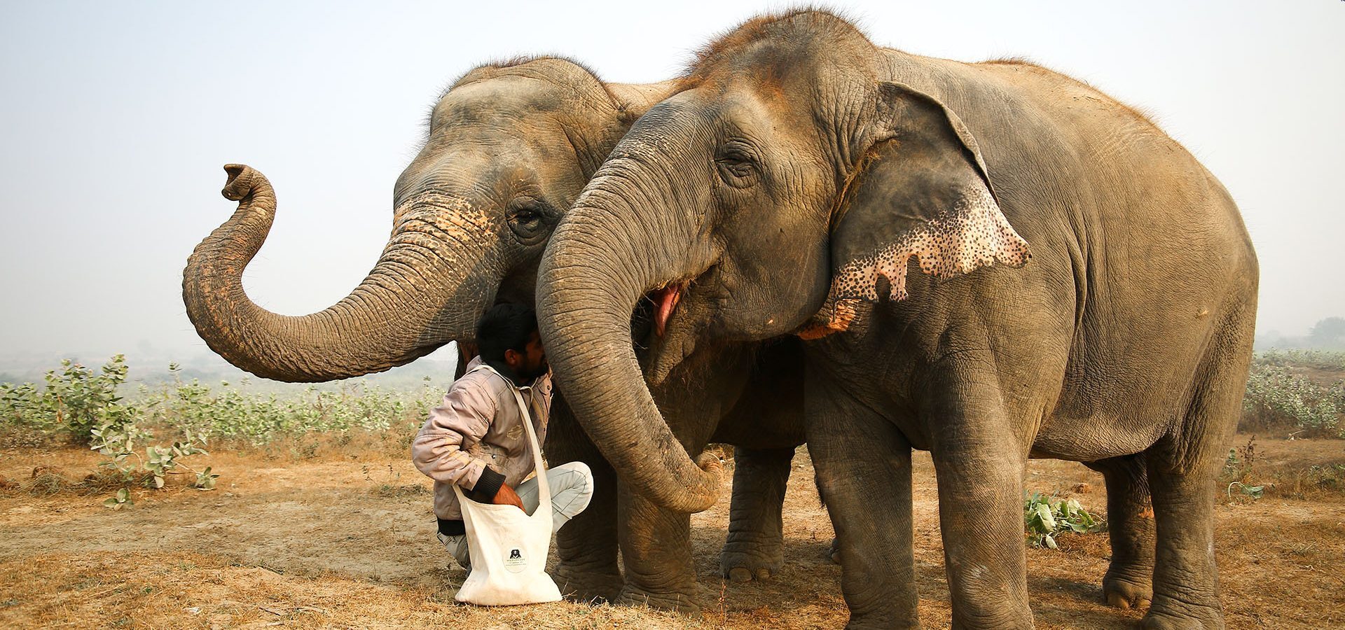 Elephant Conservation and Care Center, Mathura, India