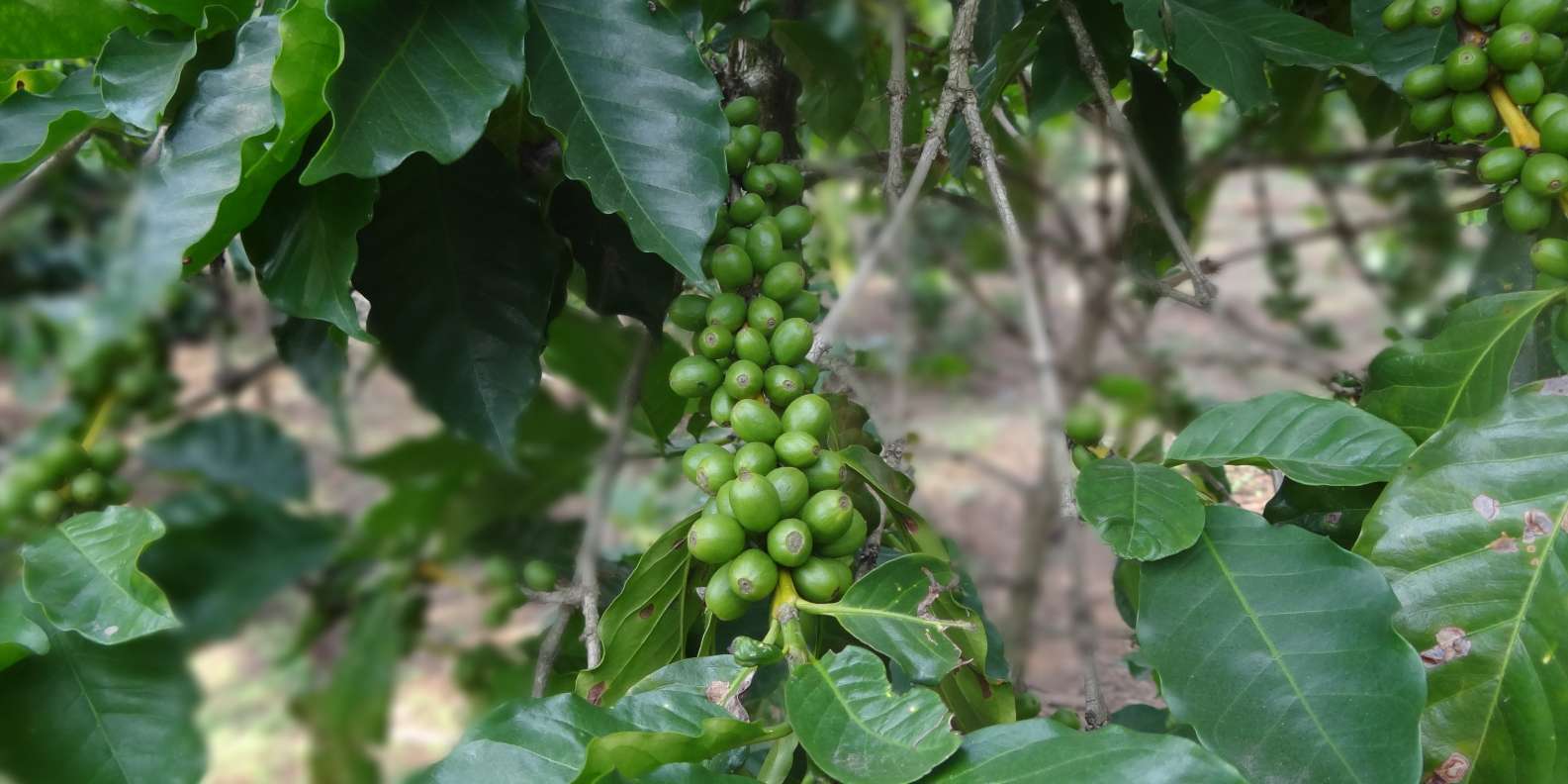 Guatemala