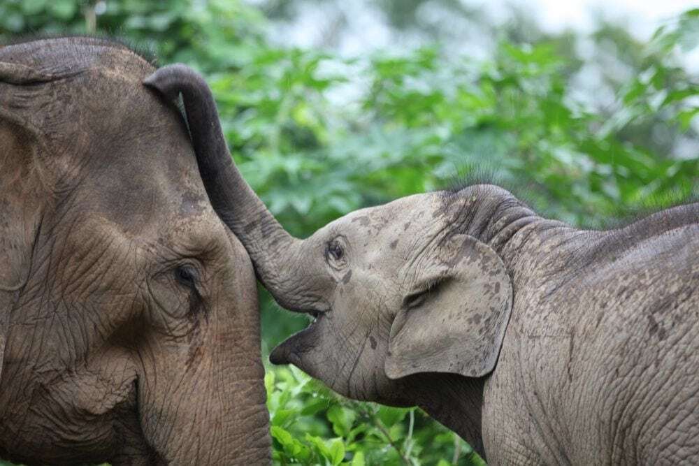 MandaLao Sanctuary - Luang Prabang, Laos