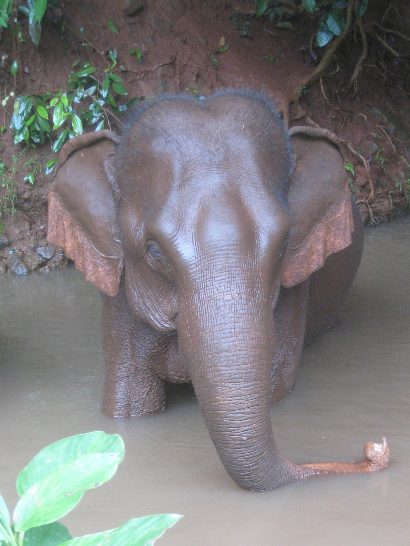 Elephant Valley Project, Mondulkiri, Cambodia