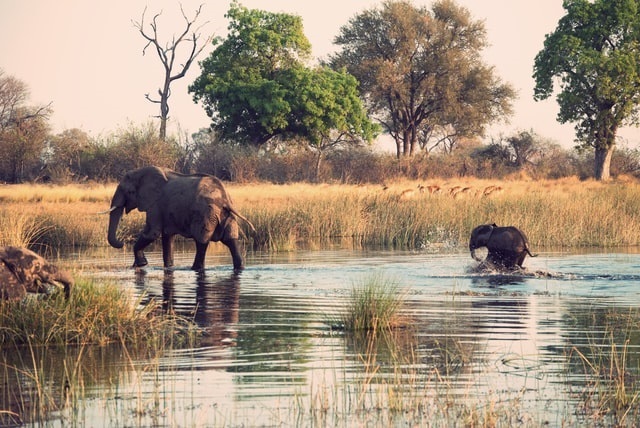Ultimate East Africa Safari With Elephant Spotting