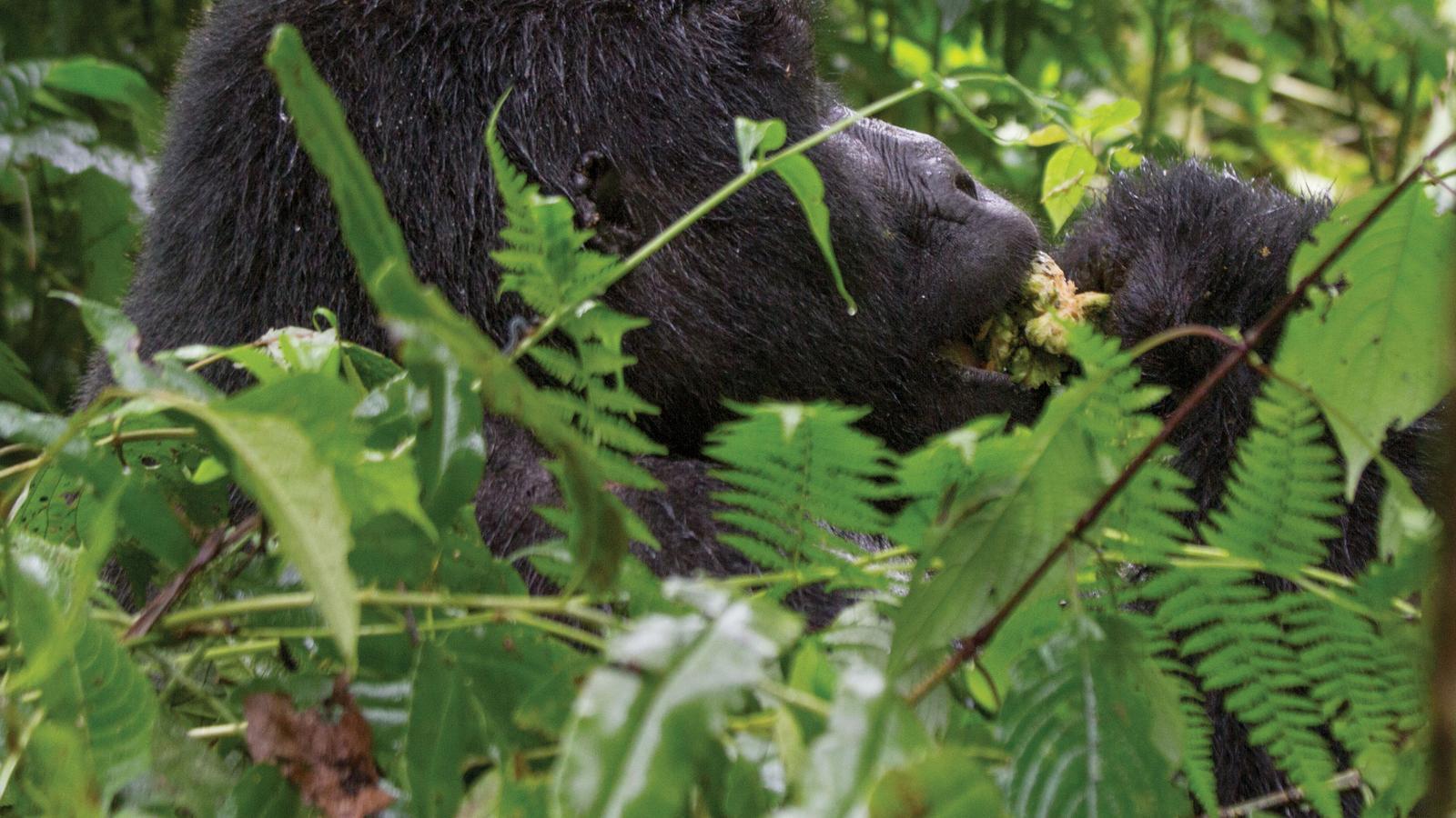 Rwanda