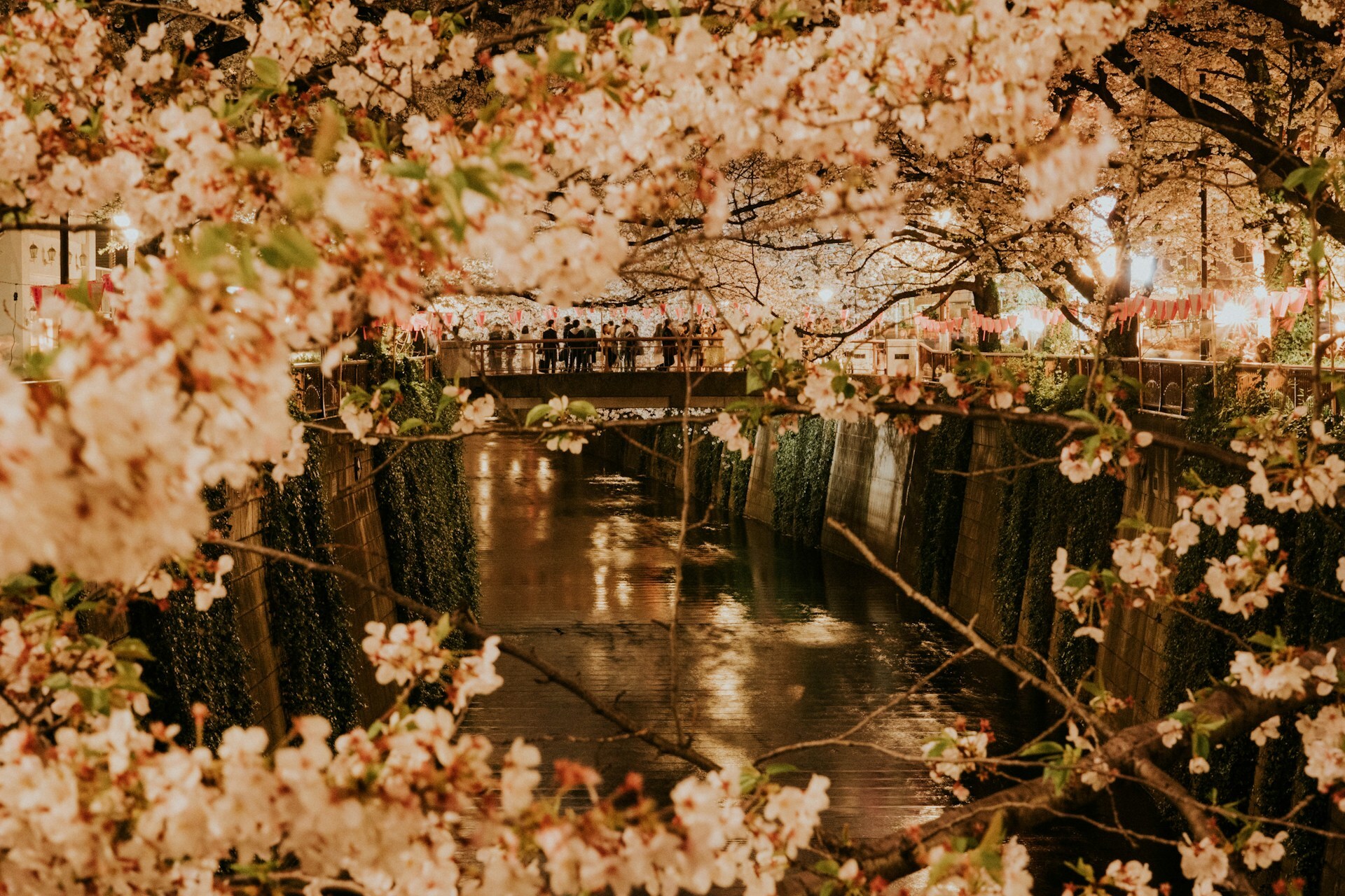 See the Cherry Blossom of Japan
