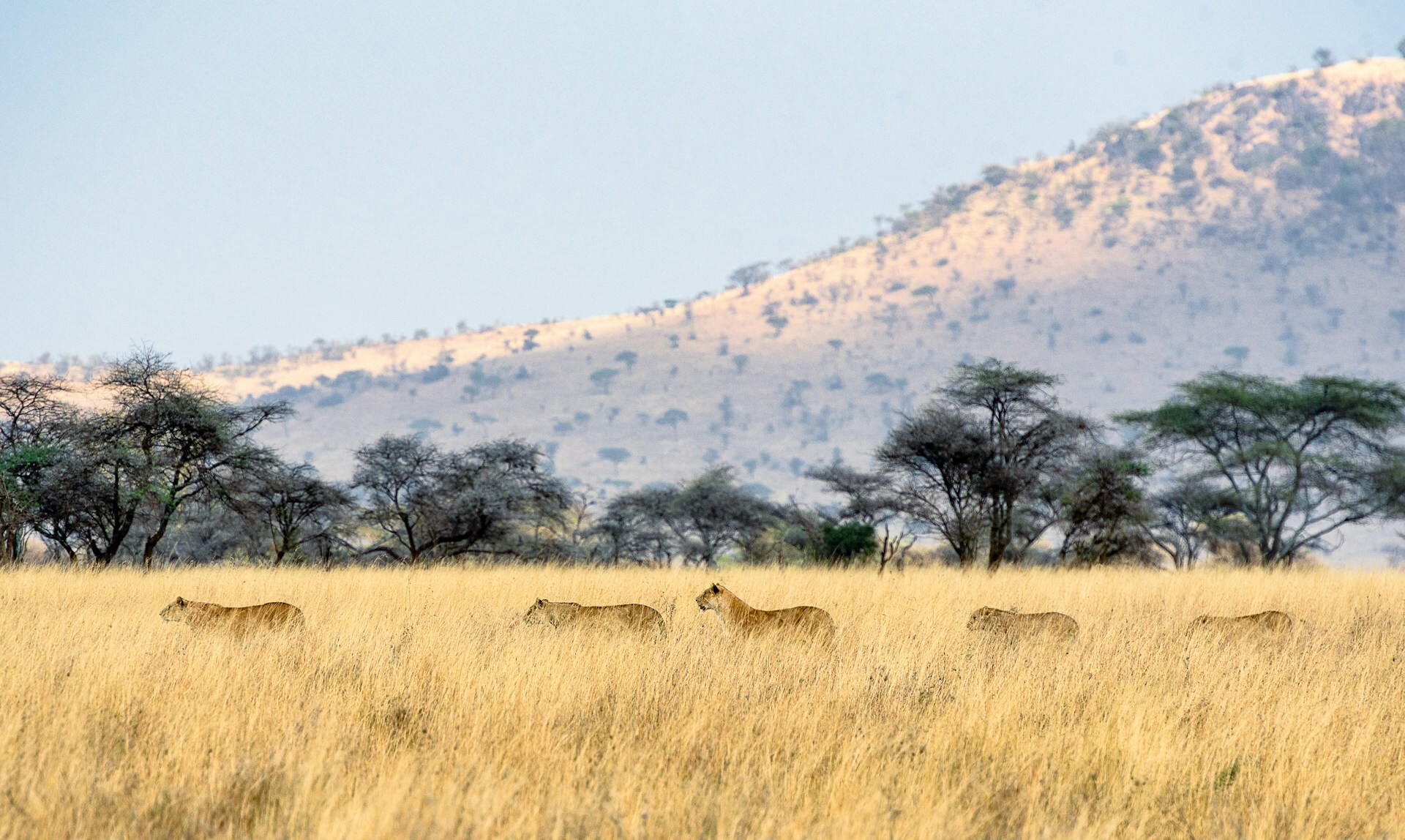Taste of Tanzania