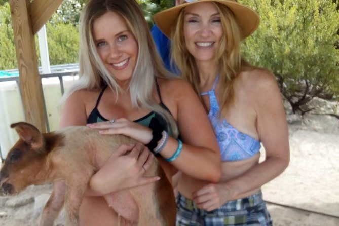 Meet the famous ‘swimming pigs’