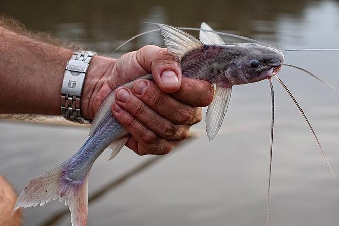 Go piranha fishing