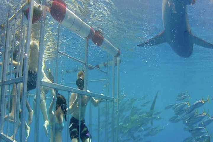 Incredible 2-Hour Shark Dive in Hawaii!